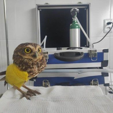 BAMIN inaugura Centro Veterinário em área de proteção ambiental e realiza primeira cirurgia ortopédica em coruja nativa da região