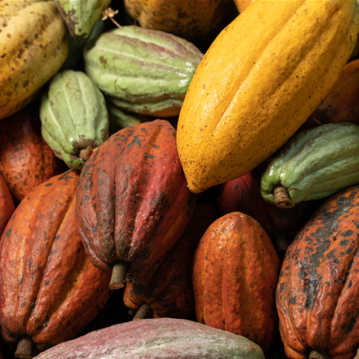 Cacau em alta: Ilhéus celebra bons frutos no Dia Mundial do Chocolate