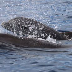 BAMIN contribui para pesquisa inédita sobre sons de golfinhos no Sul da Bahia