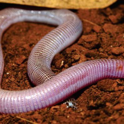 Nova espécie de cobra-de-duas-cabeças é descoberta na Bahia em área da BAMIN
