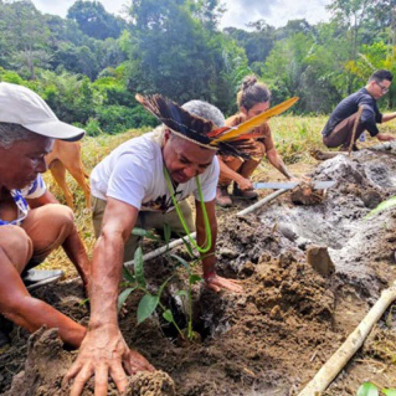 Saberes ancestrais e sustentabilidade marcam implantação de sistema agroflorestal em aldeia Tupinambá de Olivença