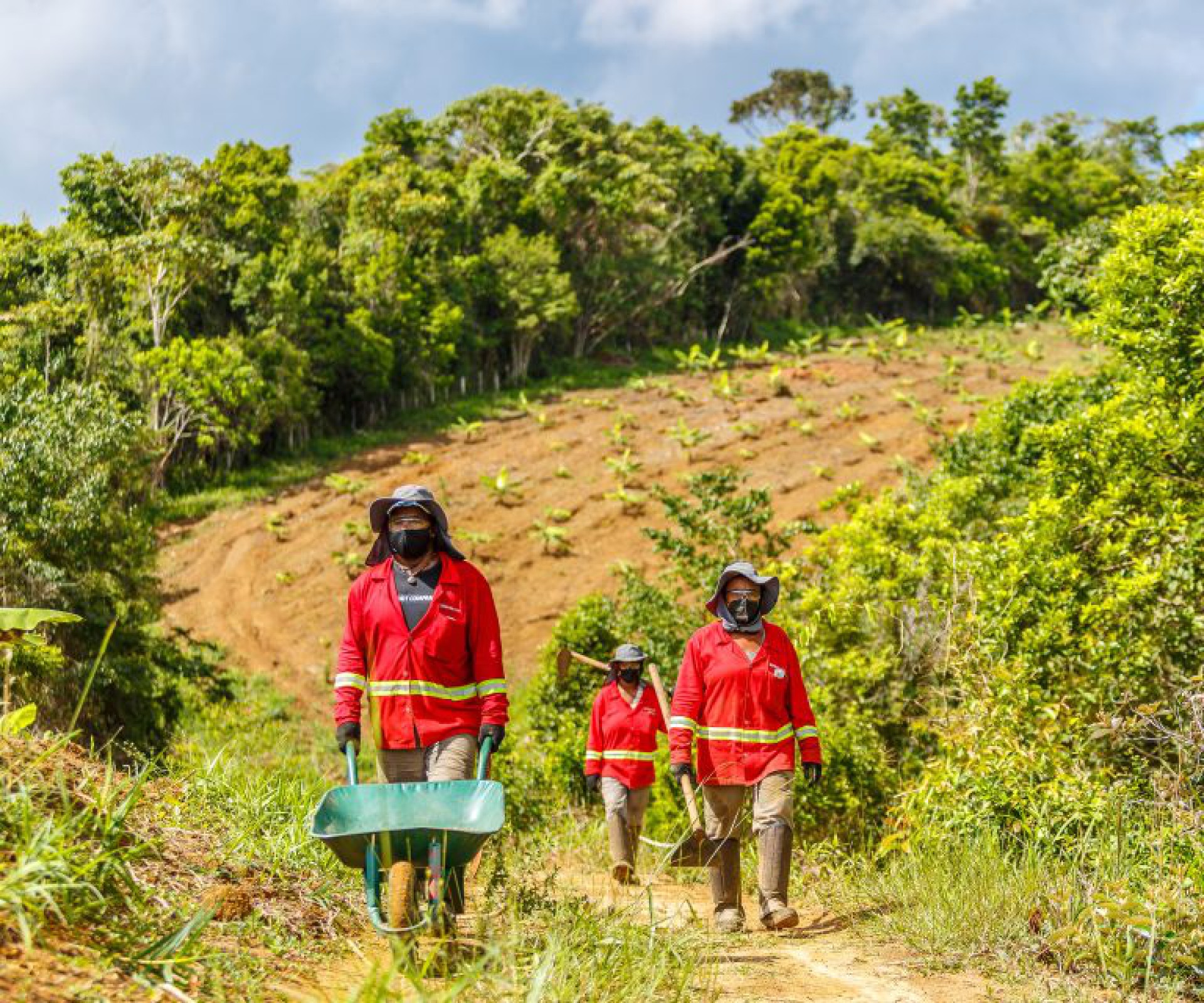 BAMIN fortalece compromisso com a Mata Atlântica e promove reflorestamento no Sul da Bahia