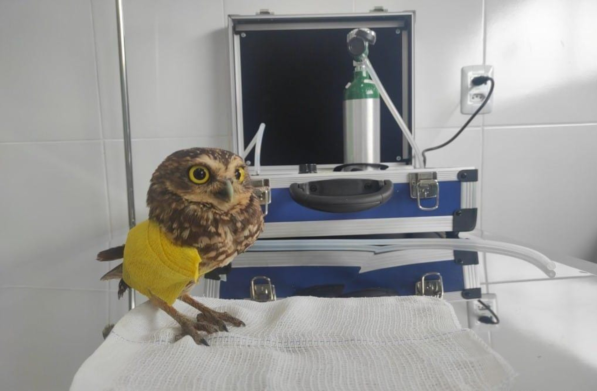 BAMIN inaugura Centro Veterinário em área de proteção ambiental e realiza primeira cirurgia ortopédica em coruja nativa da região