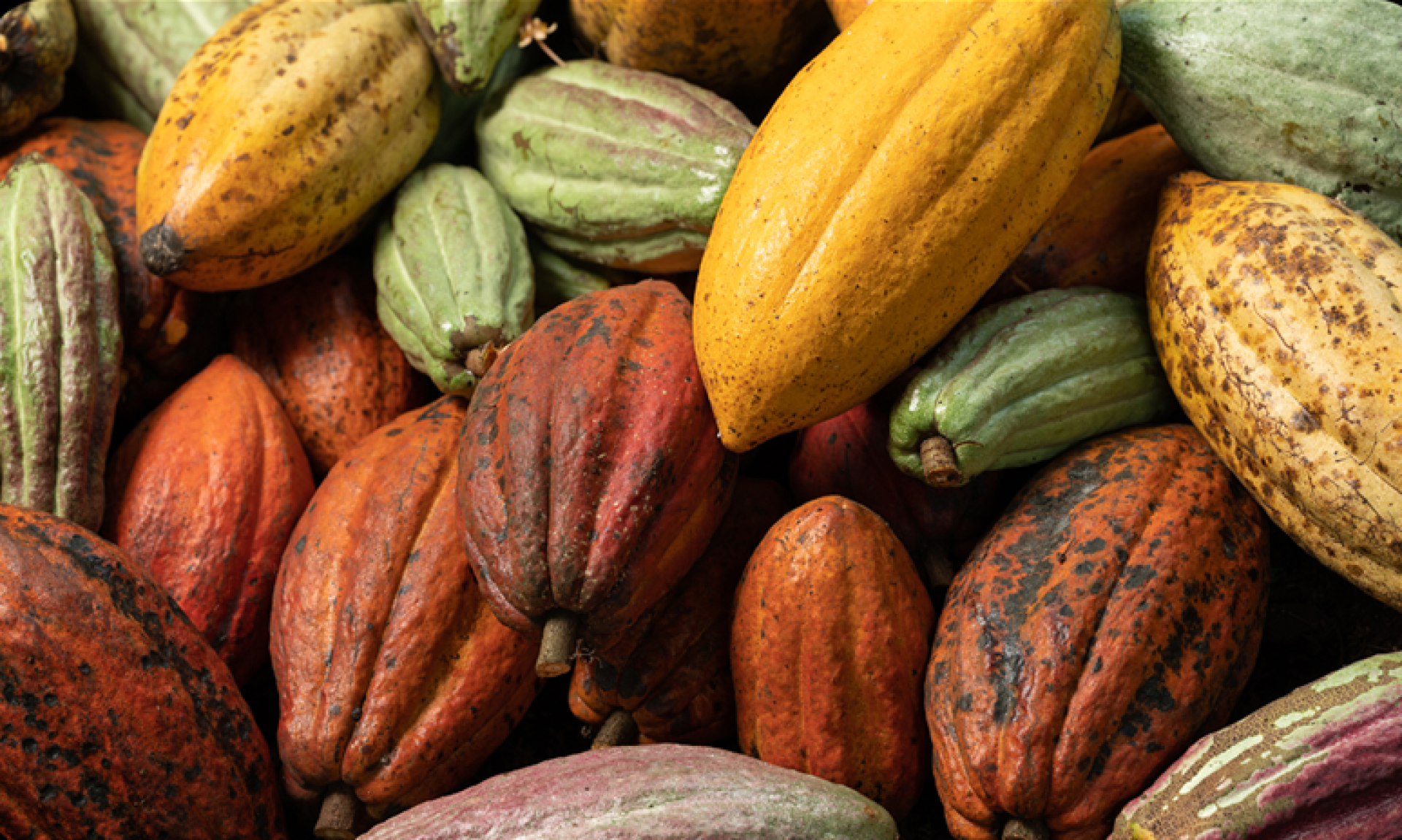 Cacau em alta: Ilhéus celebra bons frutos no Dia Mundial do Chocolate