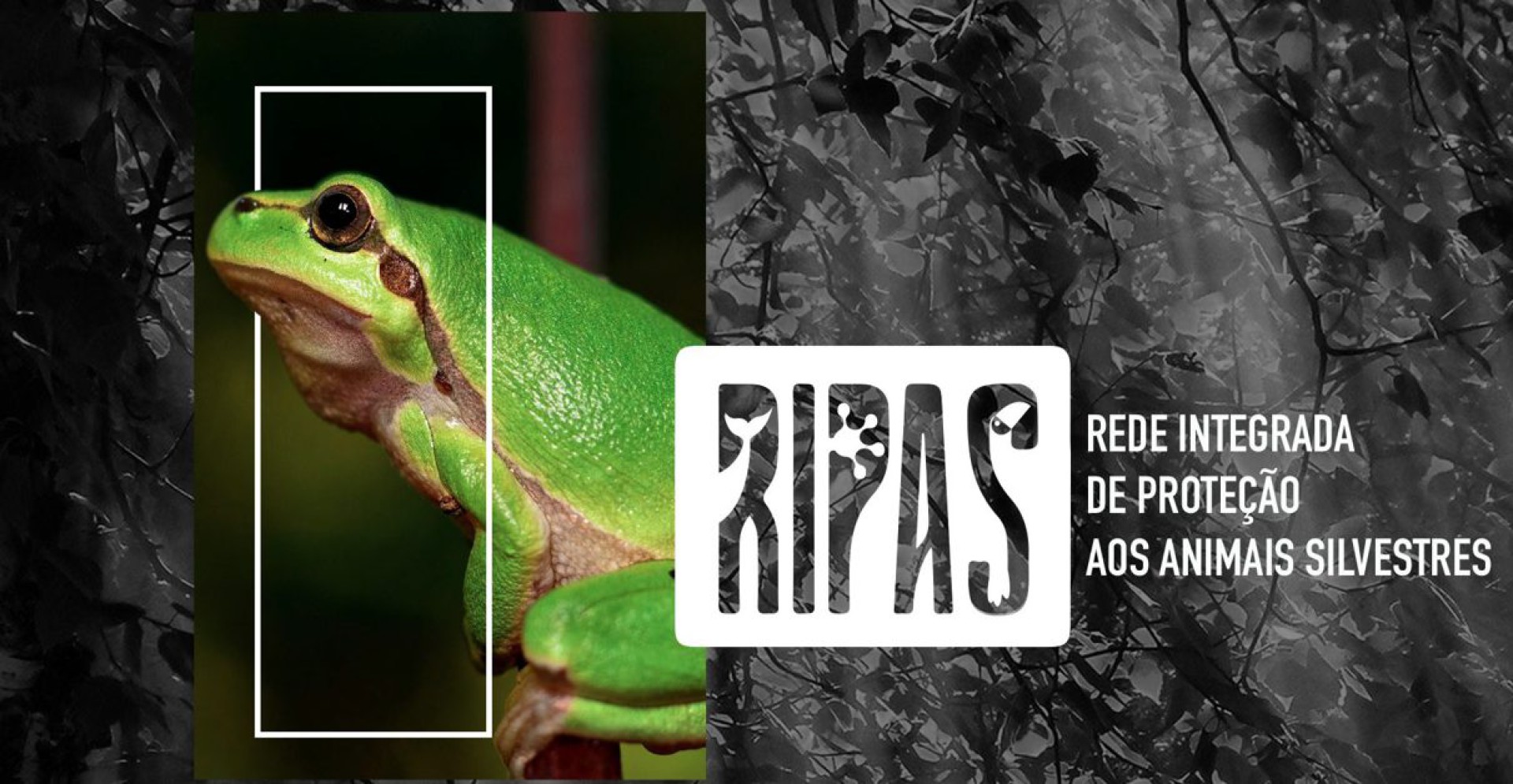 Projeto RIPAS oferece atendimento a animais silvestres