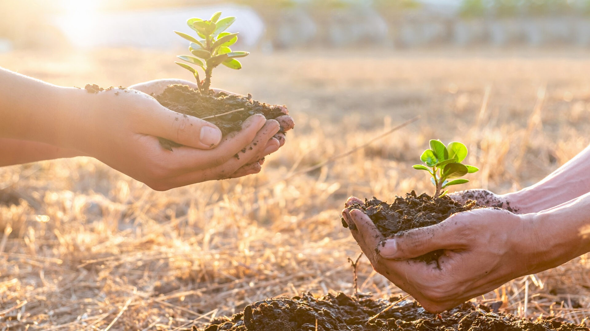 Mudanças climáticas e restauração da terra. E eu com isso?
